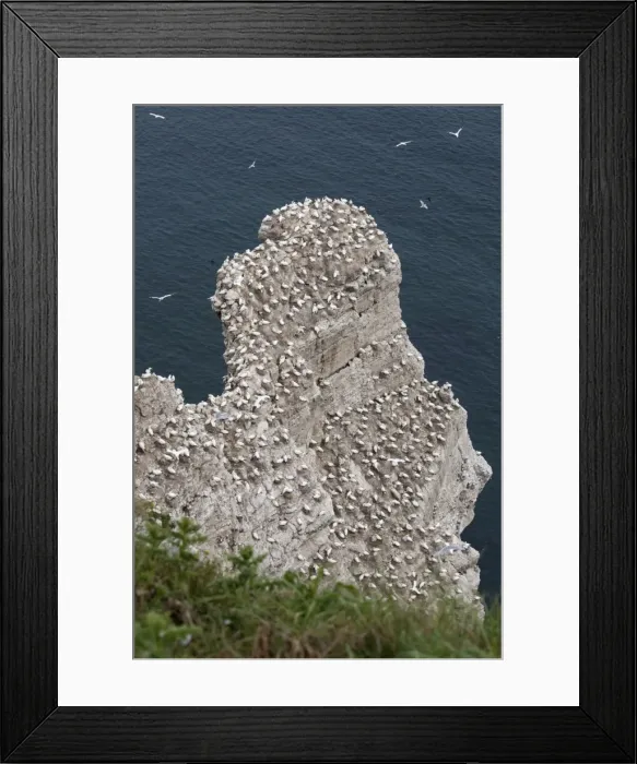Framed Print : Nesting gannets and other seabirds Bempton Cliffs RSPB Nature Reserve Flamborough Head East Riding of Yorkshire UK Framed Print : Nesting gannets and other seabirds Bempton Cliffs RSPB Nature Reserve Flamborough Head East Riding of Yorkshire UK