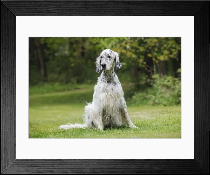 Framed Print : DOG. English setter sitting down Framed Print : DOG. English setter sitting down