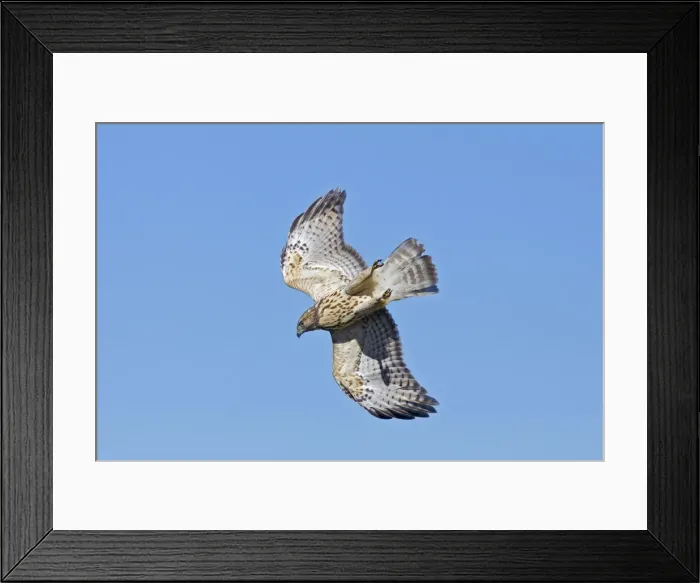 Framed Print : Red-shouldered Hawk - immature bird in flight during fall migration - October in Connecticut - USA Framed Print : Red-shouldered Hawk - immature bird in flight during fall migration - October in Connecticut - USA
