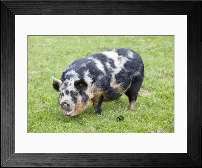 Framed Print : Kune sow grazing - Cotswold Farm Park - Temple Guiting Glos UK