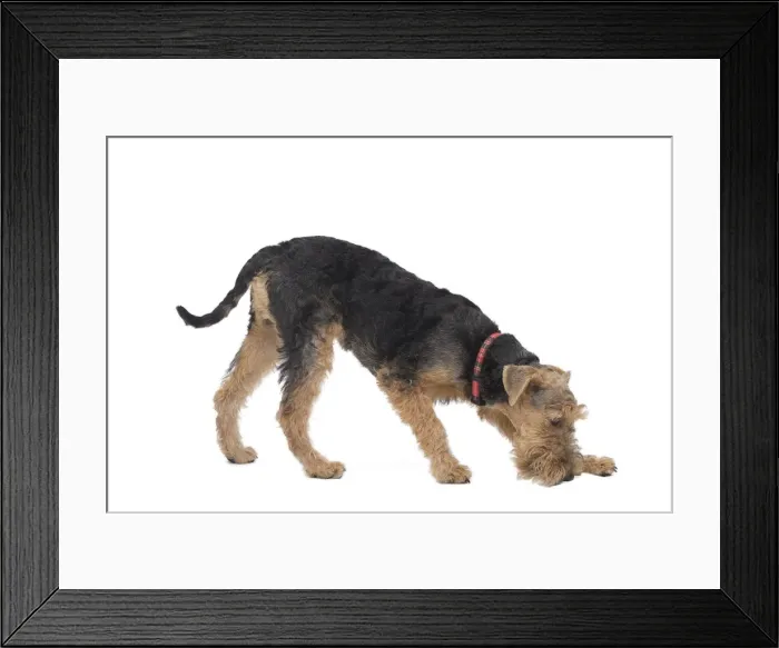 Framed Print : Dog - Welsh Terrier Framed Print : Dog - Welsh Terrier