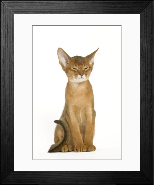 Framed Print : Cat - Abyssinian ruddy in studio Framed Print : Cat - Abyssinian ruddy in studio