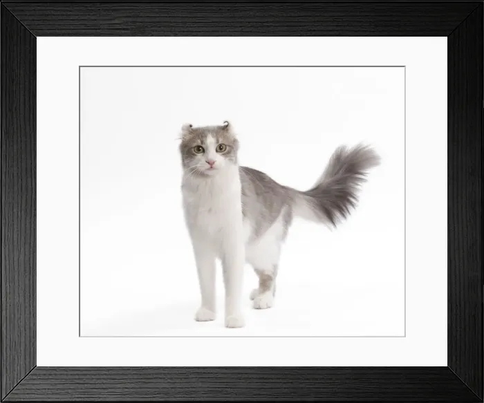 Framed Print : Cat - American curl in studio Framed Print : Cat - American curl in studio