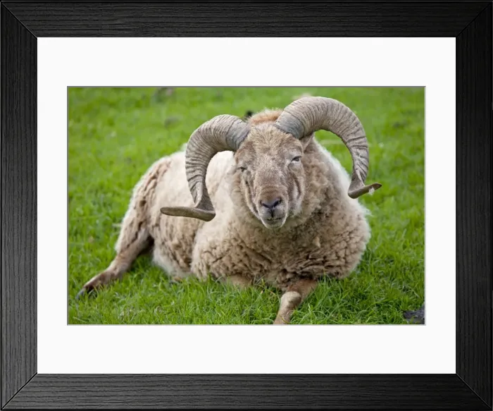Framed Print : Castlemilk Morrit ram sheep - Cotswold Farm Park Temple Guiting Glos UK Framed Print : Castlemilk Morrit ram sheep - Cotswold Farm Park Temple Guiting Glos UK