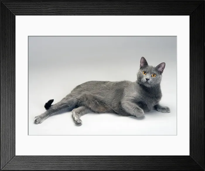 Framed Print : Cat - Chartreux in studio Framed Print : Cat - Chartreux in studio