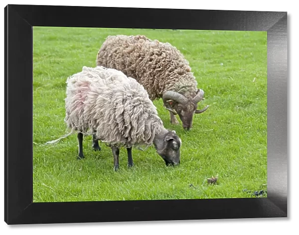 Shetland sheep ram and ewe - Cotswold Farm Park - Temple Guiting Glos UK