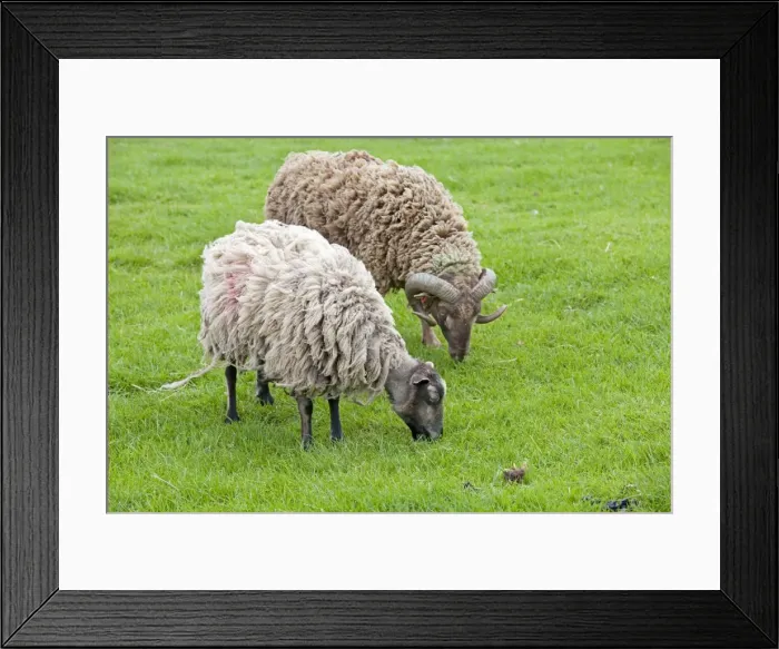Framed Print : Shetland sheep ram and ewe - Cotswold Farm Park - Temple Guiting Glos UK Framed Print : Shetland sheep ram and ewe - Cotswold Farm Park - Temple Guiting Glos UK