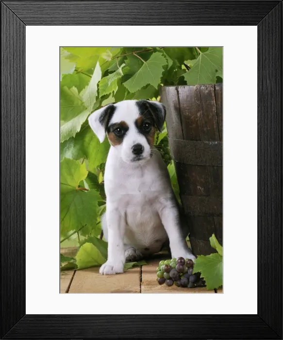 Framed Print : DOG. Parson jack russell terrier puppy next to barrel with grapes Framed Print : DOG. Parson jack russell terrier puppy next to barrel with grapes