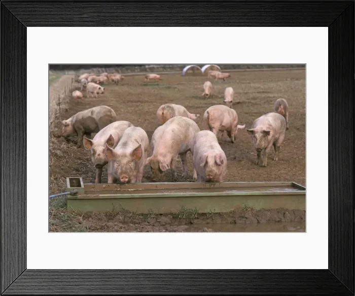 Framed Print : Free range pigs in field Cutsdean Cotswolds UK Framed Print : Free range pigs in field Cutsdean Cotswolds UK