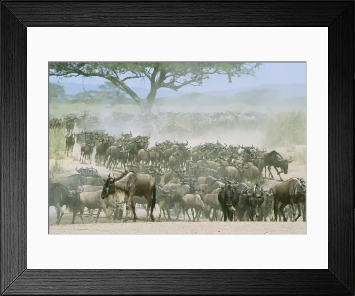Framed Print : Wildebeeste - migration, Serengeti, Tanzania, Africa Framed Print : Wildebeeste - migration, Serengeti, Tanzania, Africa