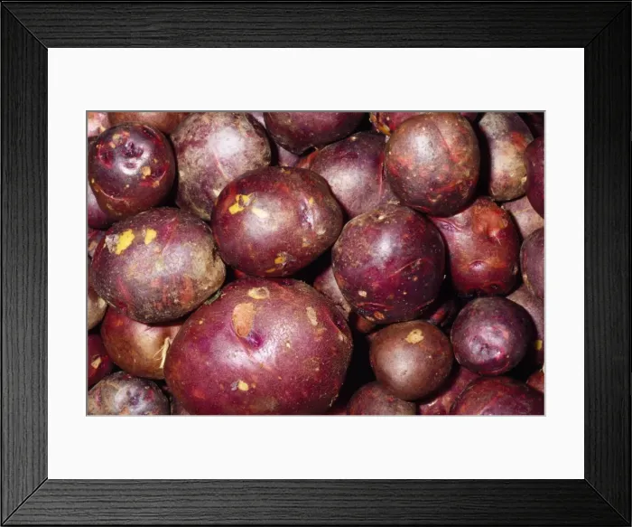 Framed Print : Potato - Viking Purple variety Fam: Solanaceae Native to Western South America Framed Print : Potato - Viking Purple variety Fam: Solanaceae Native to Western South America