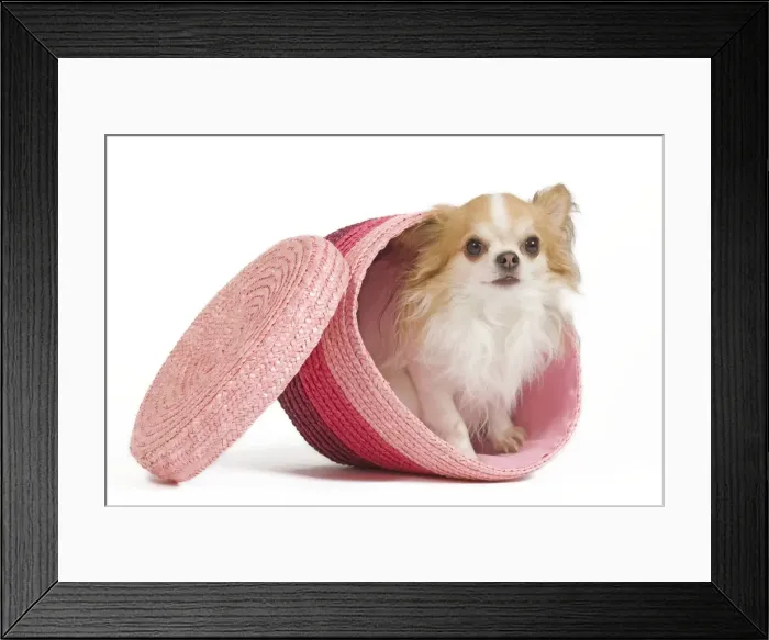 Framed Print : Dog - long-haired chihuahua in studio in pink basket Framed Print : Dog - long-haired chihuahua in studio in pink basket