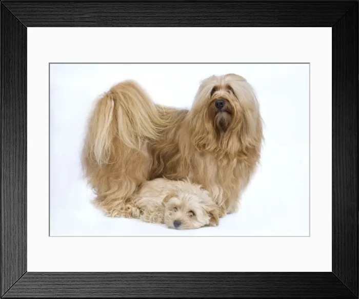 Framed Print : Dog - Bichon Havanais / Havanese adult & puppy in studio Framed Print : Dog - Bichon Havanais / Havanese adult & puppy in studio