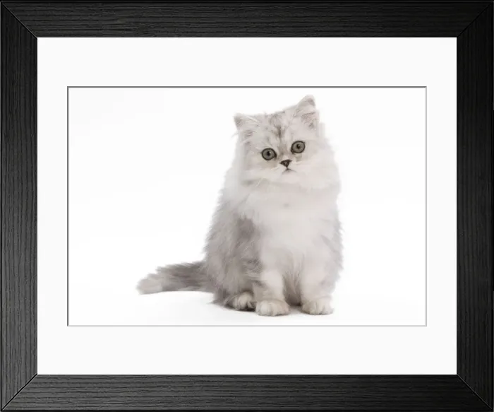 Framed Print : Cat - Persian Chinchilla - 3 1 / 2 month old kitten in studio
