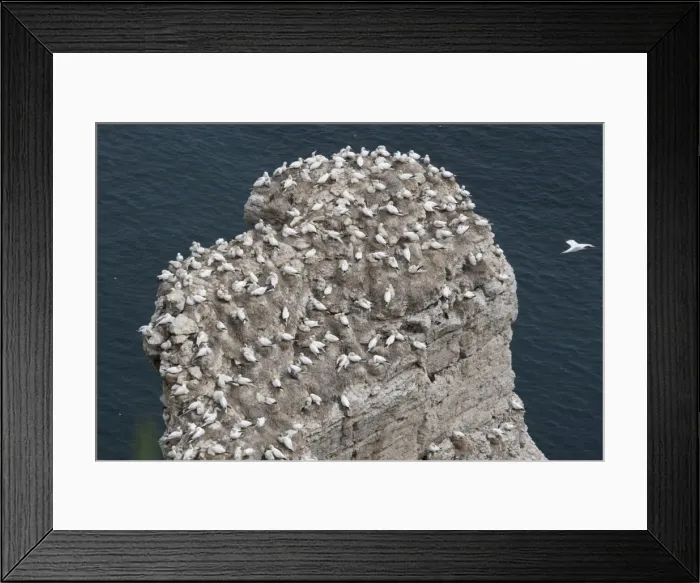 Framed Print : Nesting gannets and other seabirds Bempton Cliffs RSPB Nature Reserve Flamborough Head East Riding of Yorkshire UK Framed Print : Nesting gannets and other seabirds Bempton Cliffs RSPB Nature Reserve Flamborough Head East Riding of Yorkshire UK