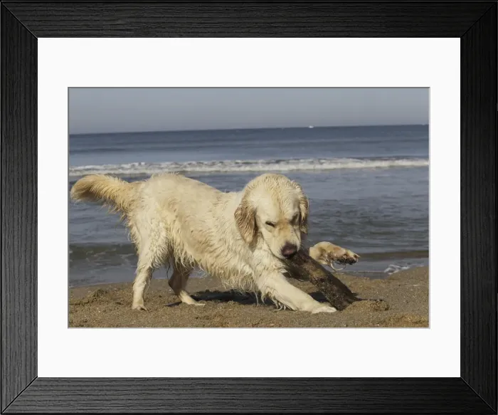 Framed Print : Dog - Golden Retreiver on beach playing with stick Framed Print : Dog - Golden Retreiver on beach playing with stick
