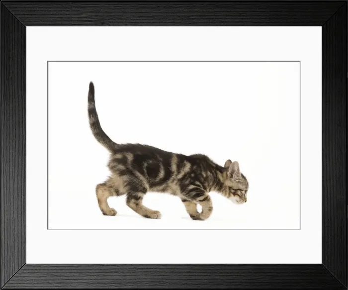 Framed Print : Cat - tabby kitten in studio