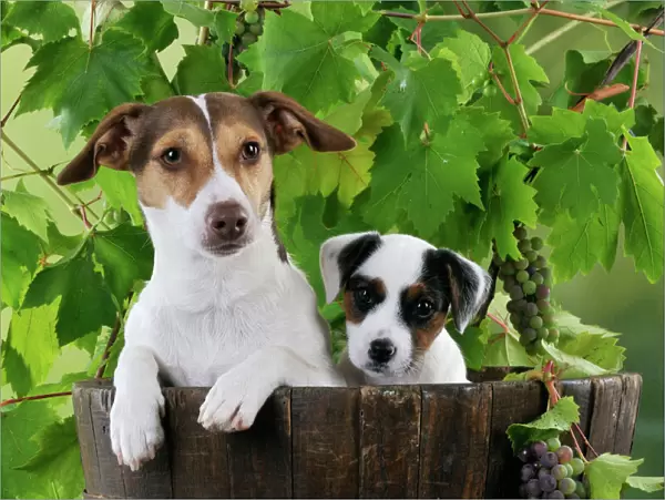 DOG. Jack russell terrier and parson jack russell terrier puppy in a barrel with grapes