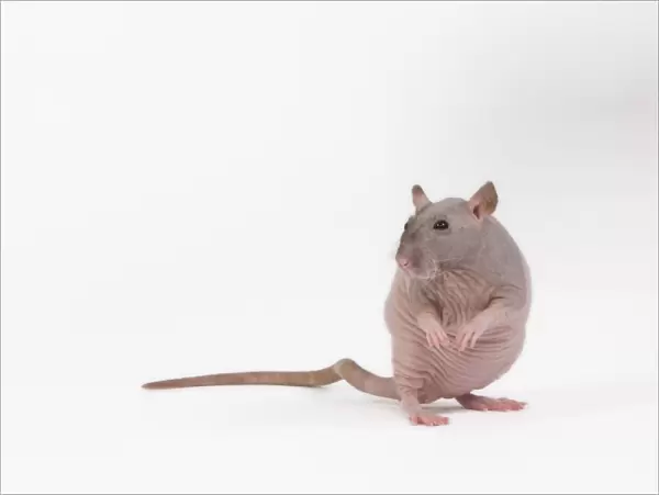 Hairless Rat in studio