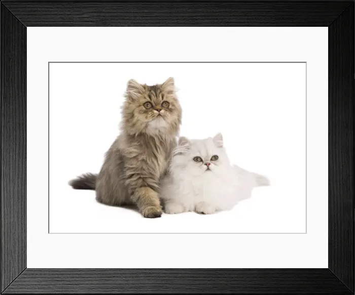 Framed Print : Cat - Persian kittens in studio