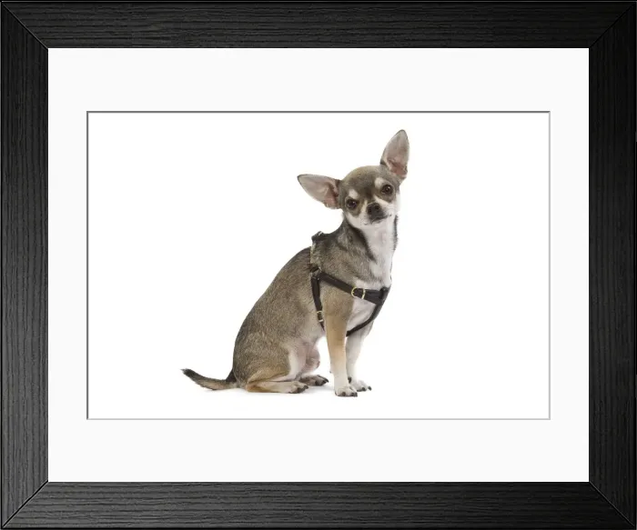 Framed Print : Dog - Short-haired Chihuahua wearing harness Framed Print : Dog - Short-haired Chihuahua wearing harness