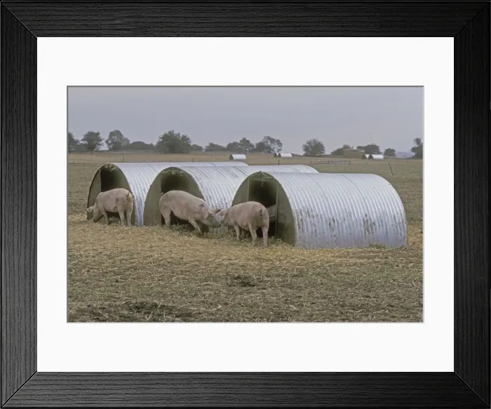 Framed Print : Free range pigs in field Cutsdean Cotswolds UK Framed Print : Free range pigs in field Cutsdean Cotswolds UK