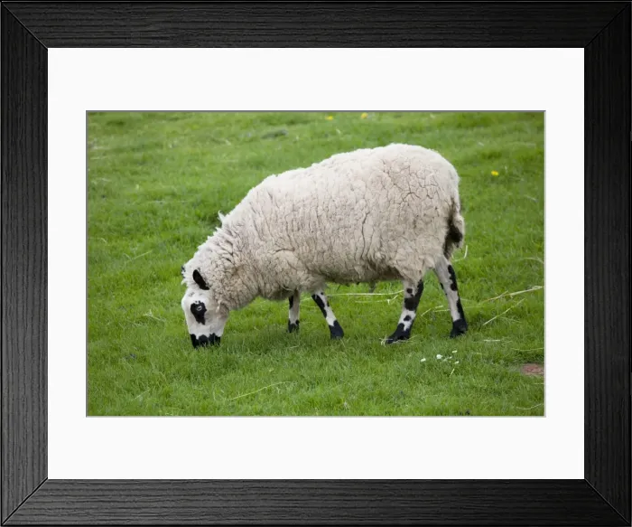 Framed Print : Kerry Hill sheep grazing - Cotswold Farm Park - Temple Guiting Glos UK Framed Print : Kerry Hill sheep grazing - Cotswold Farm Park - Temple Guiting Glos UK