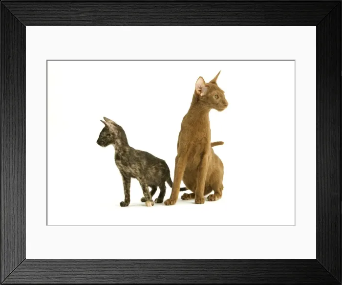 Framed Print : Cat - Oriental tortie seal kitten with Cinnamon Oriental cat in studio Framed Print : Cat - Oriental tortie seal kitten with Cinnamon Oriental cat in studio