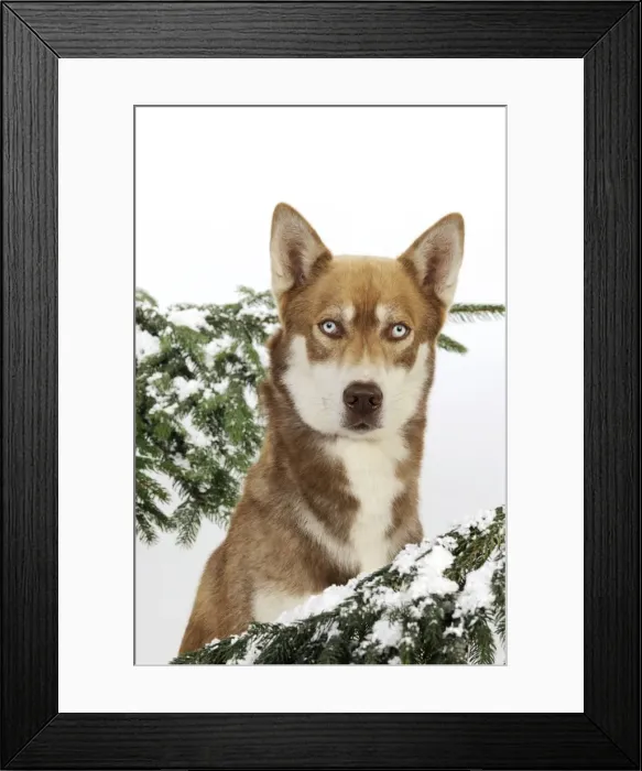 Framed Print : DOG. Siberian husky in snow (head shot) Framed Print : DOG. Siberian husky in snow (head shot)