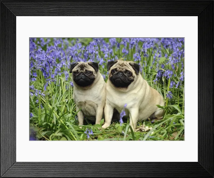 Framed Print : DOG. Pugs sitting together in bluebells Framed Print : DOG. Pugs sitting together in bluebells