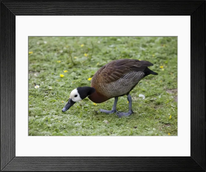 Framed Print : White-faced tree duck - grazing - Wildfowl and Wetlands Trust Slimbridge UK Framed Print : White-faced tree duck - grazing - Wildfowl and Wetlands Trust Slimbridge UK