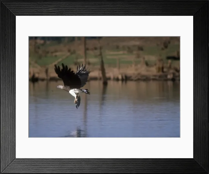 Framed Print : Grey Headed Fishing Eagle - in flight with fish prey Framed Print : Grey Headed Fishing Eagle - in flight with fish prey