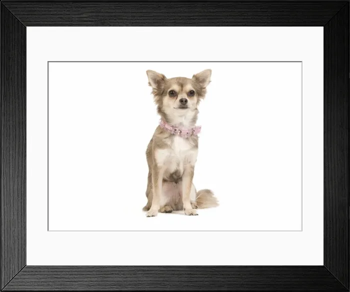 Framed Print : Dog - long-haired chihuahua wearing pink collar Framed Print : Dog - long-haired chihuahua wearing pink collar