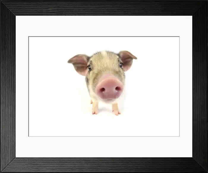 Framed Print : Pig. Wildboar piglet on white background Framed Print : Pig. Wildboar piglet on white background