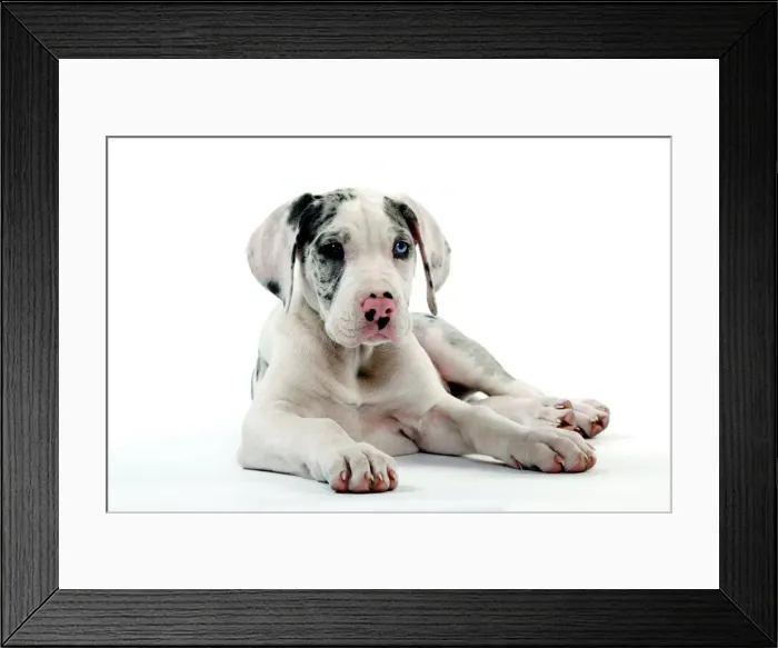 Framed Print : Dog - Great Dane / German Mastiff / Deutsche Dogge / Dogue Allemand (French) - 10 week old puppy lying down Framed Print : Dog - Great Dane / German Mastiff / Deutsche Dogge / Dogue Allemand (French) - 10 week old puppy lying down