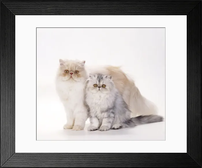 Framed Print : Persian Tortoiseshell Cameo Cats JD 14519 Mother and Kitten © John Daniels / ARDEA LONDON Framed Print : Persian Tortoiseshell Cameo Cats JD 14519 Mother and Kitten © John Daniels / ARDEA LONDON