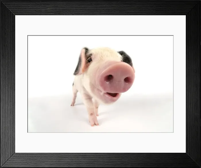 Framed Print : Pig. Gloucester old spot piglet on white background Framed Print : Pig. Gloucester old spot piglet on white background