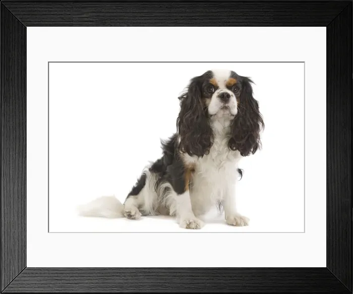 Framed Print : Dog - Cavalier King Charles Spaniel - in studio Framed Print : Dog - Cavalier King Charles Spaniel - in studio