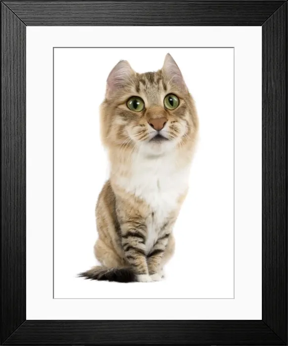 Framed Print : Norwegian Forest Cat Manipulated Image (by photographer) Framed Print : Norwegian Forest Cat Manipulated Image (by photographer)