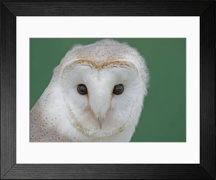 Framed Print : Barn Owl - UK Framed Print : Barn Owl - UK