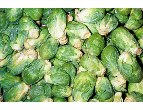 Brussels Sprouts Developed in Brussels, Belgium
