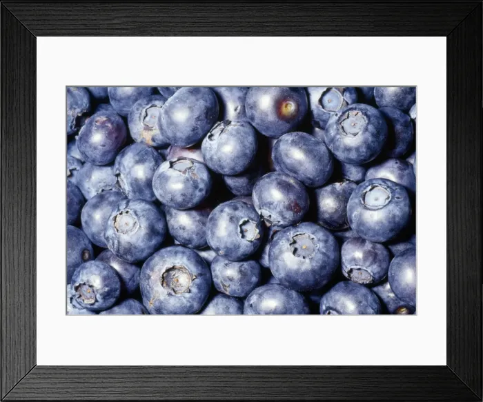 Framed Print : Blueberry Native to North America & East Asia Framed Print : Blueberry Native to North America & East Asia