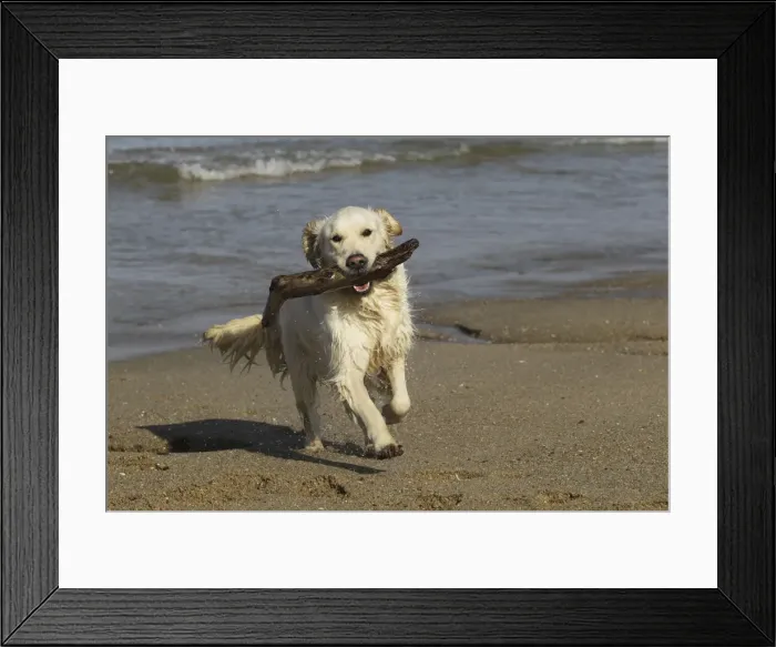 Framed Print : Dog - Golden Retreiver running on beach carrying stick Framed Print : Dog - Golden Retreiver running on beach carrying stick