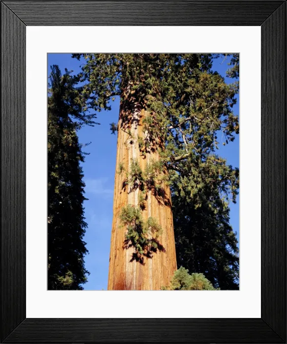 Framed Print : Sequoia Tree - Grant Cove, Kings Canyon National Park, California, USA Framed Print : Sequoia Tree - Grant Cove, Kings Canyon National Park, California, USA