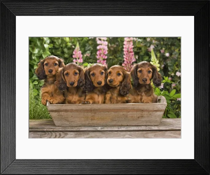 Framed Print : Long-Haired Dachshund / Teckel Dog / Doxie / Doxies in the US - sitting in a flowerpot Framed Print : Long-Haired Dachshund / Teckel Dog / Doxie / Doxies in the US - sitting in a flowerpot