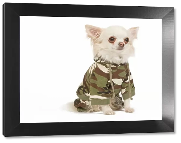 Dog - long-haired chihuahua in studio wearing camouflage jacket  /  jumper