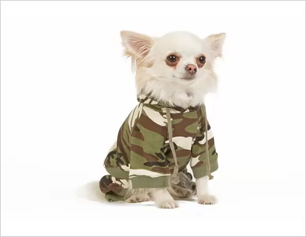 Dog - long-haired chihuahua in studio wearing camouflage jacket  /  jumper
