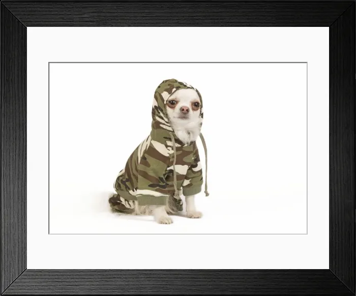 Framed Print : Dog - long-haired chihuahua in studio wearing camouflage jacket / jumper / hoodie with hood up Framed Print : Dog - long-haired chihuahua in studio wearing camouflage jacket / jumper / hoodie with hood up