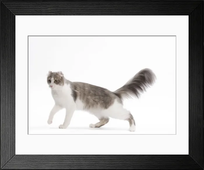 Framed Print : Cat - American curl in studio