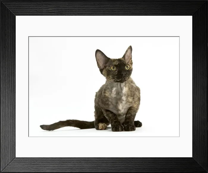 Framed Print : Cat - Devon Rex in studio Framed Print : Cat - Devon Rex in studio